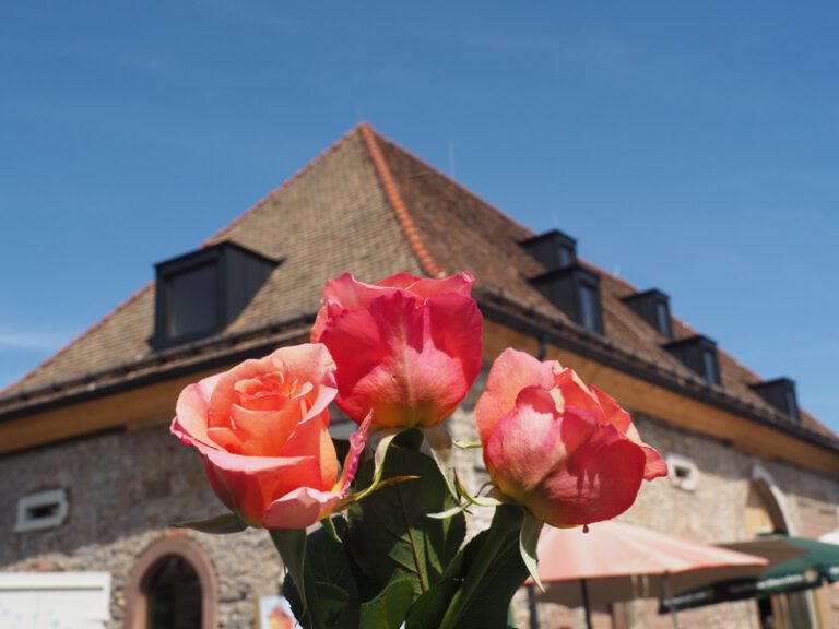 So schön war das Rosenfest